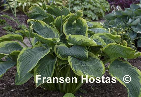 Hosta Wu-La-La